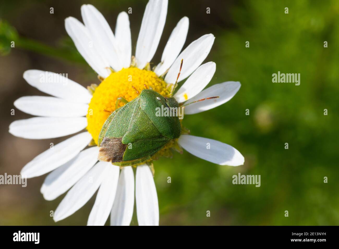 Stinkwanze, Grüne Stinkwanze, Palomena viridissima, shield bug Stock Photo