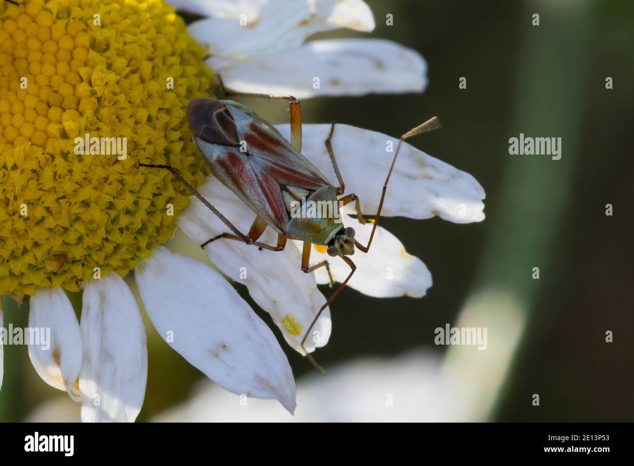 Rotgefleckte Weichwanze, Calocoris roseomaculatus, Weichwanze, Weichwanzen, Miridae, Plant Bugs Stock Photo
