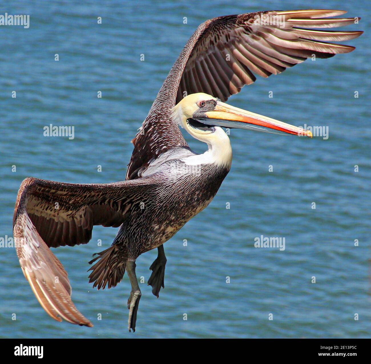 Pelican flying with feed and wings with sea in the background Stock Photo