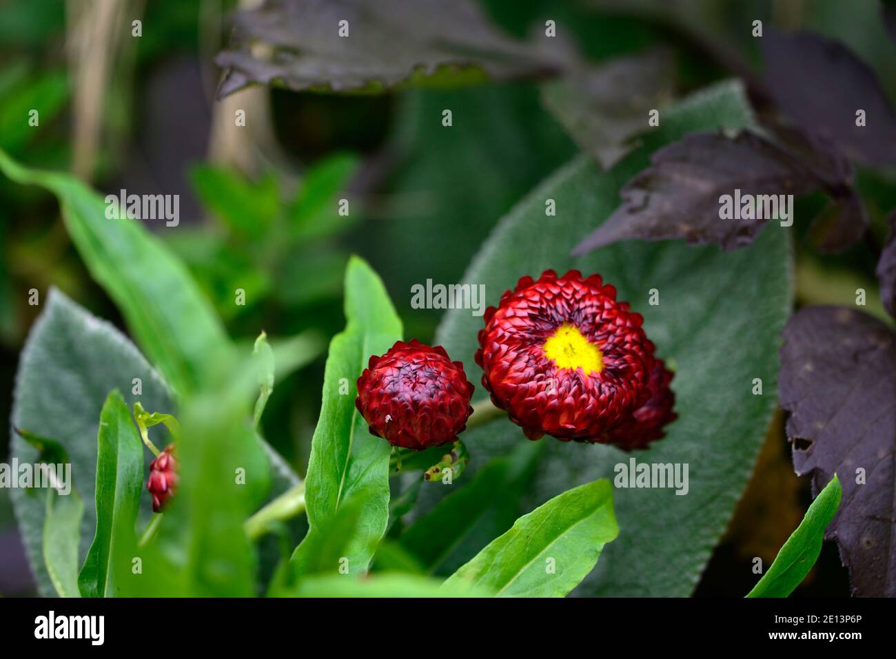 Xerochrysum bracteatum fireball,Bracteantha bracteata,Helichrysum bracteatum fireball, strawflower,everlasting flower,paper daisy,flowers,flowering,re Stock Photo