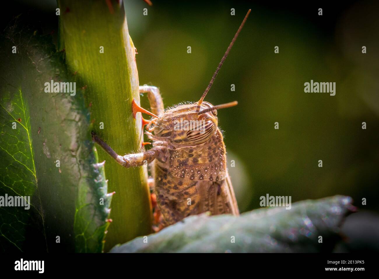 Anacridium aegyptium, Egyptian locust Stock Photo