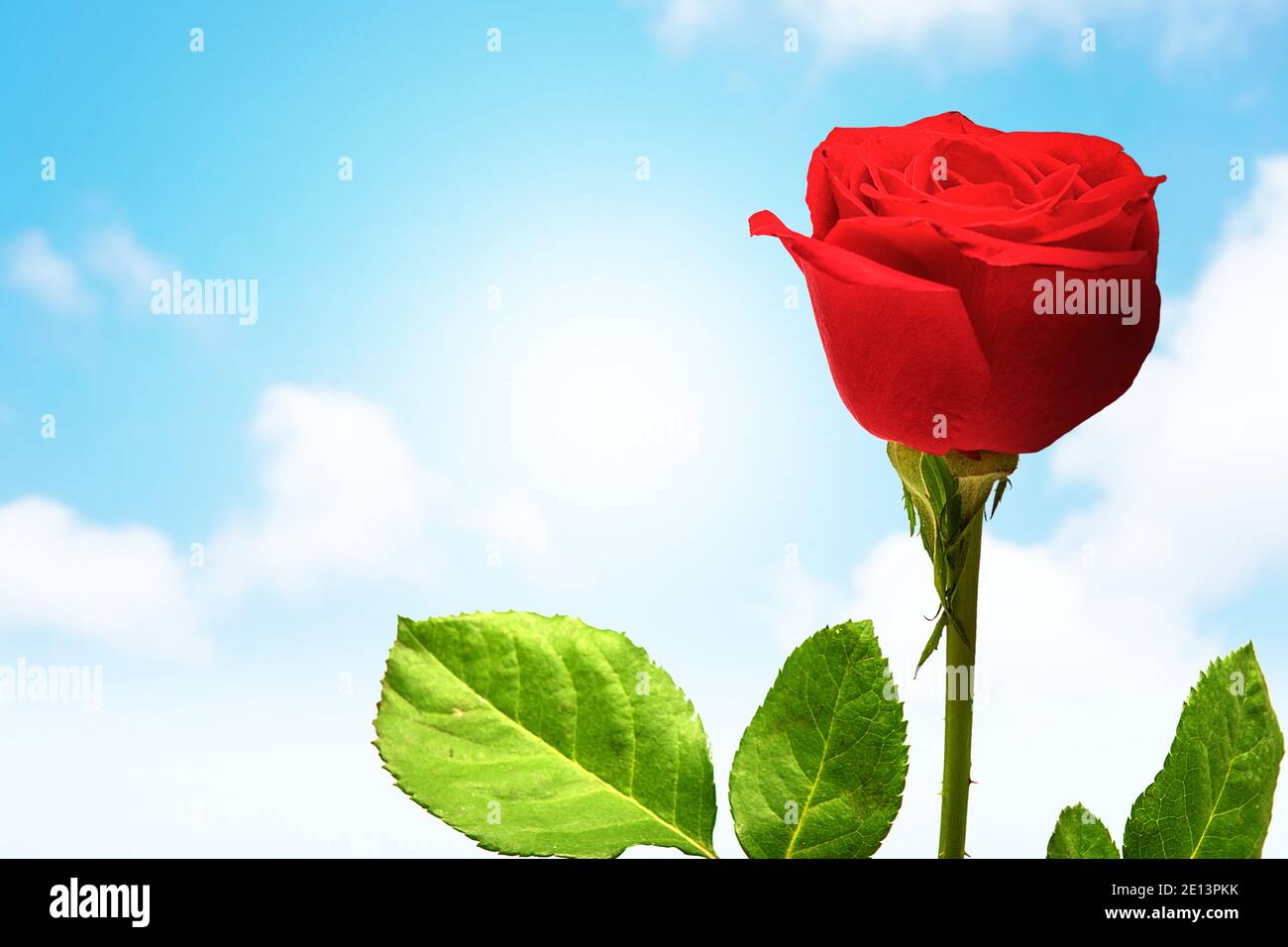 Red rose flower on the field with a blue sky background Stock Photo - Alamy