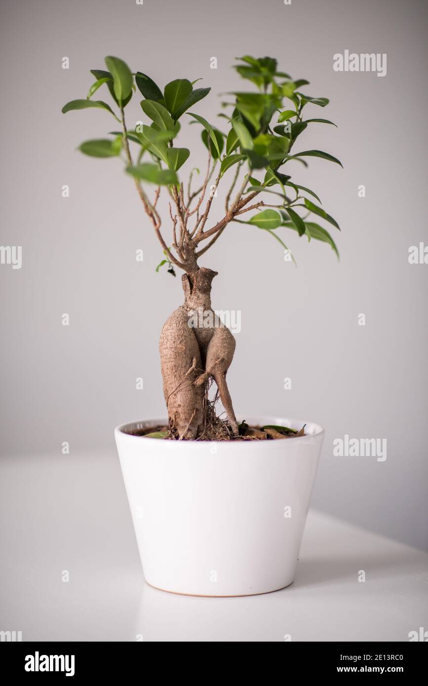 Ficus Stock Photo