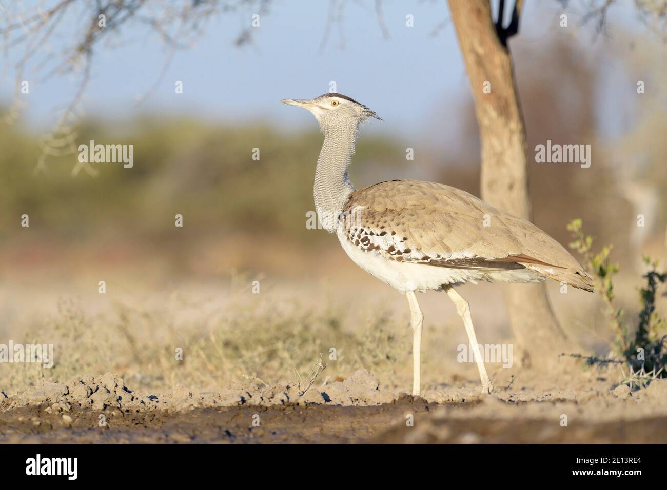 Kori Bustard (Ardeotis kori) walking on savanna, Etosha national park. Namibia Stock Photo