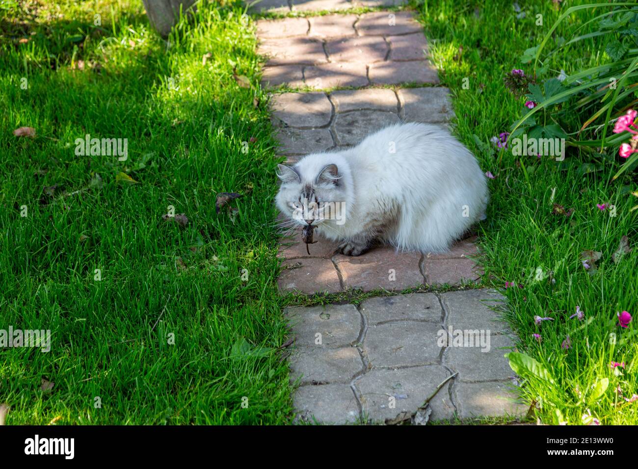 neva masquerade cat with a mouse in its mouth Stock Photo