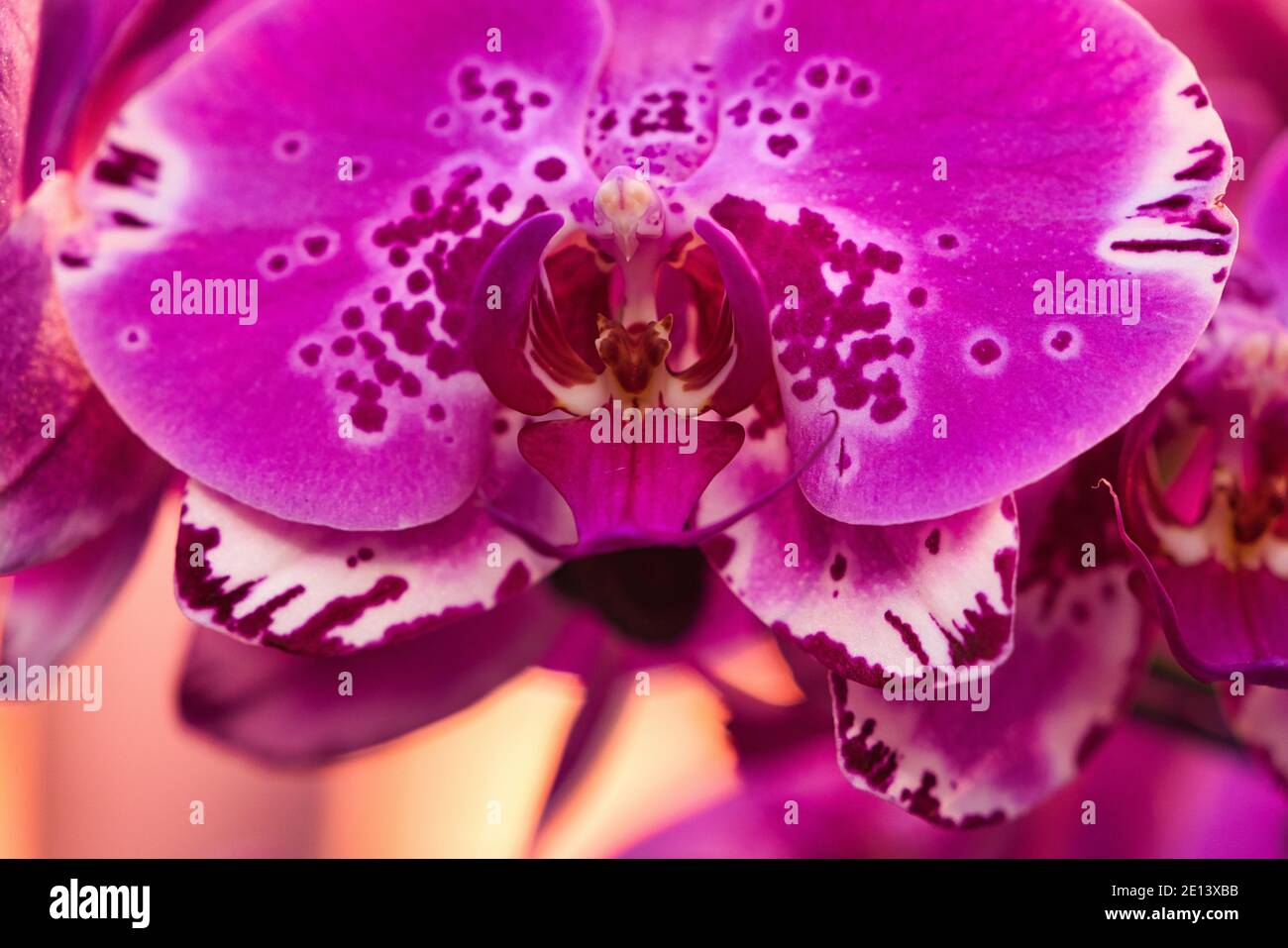 Purple flowers Phalaenopsis orchid. Or moon orchid, moth orchid. Speckled pink. The official residence of Shilin in Taipei, Taiwan. March 2020. Stock Photo