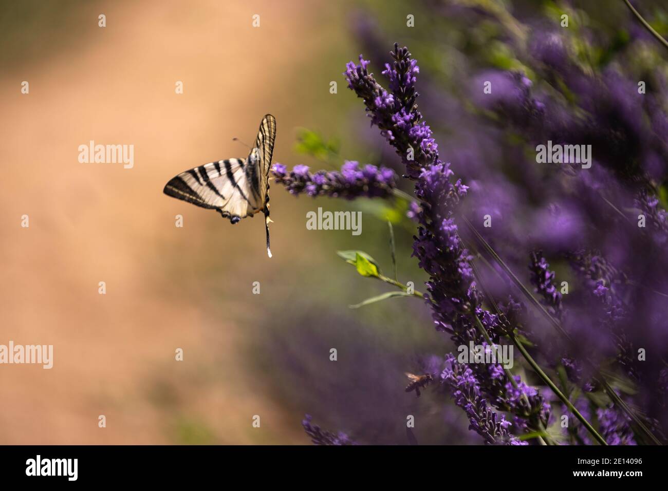 Butterfly on lavender flower Stock Photo