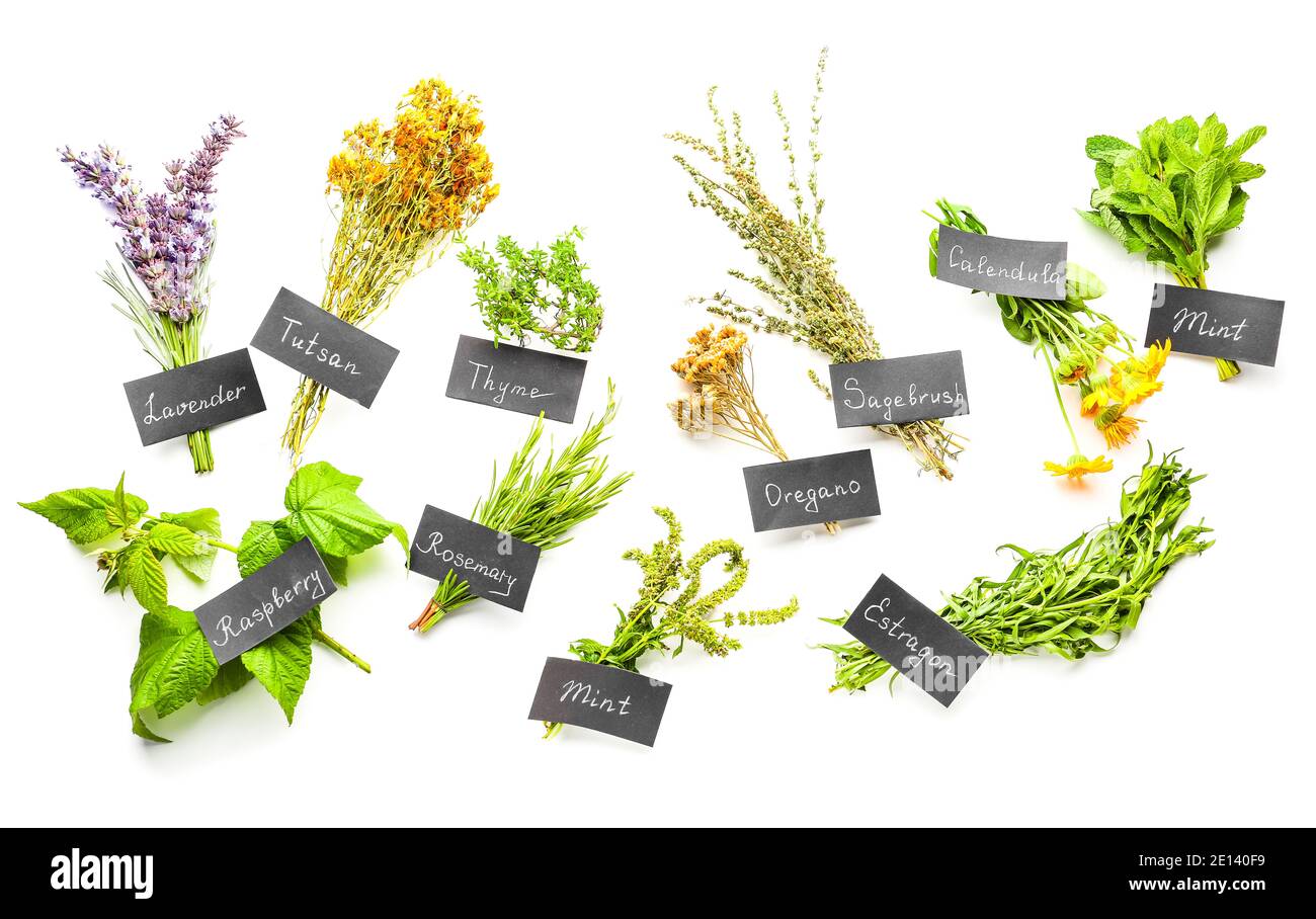 Composition with different herbs on white background Stock Photo
