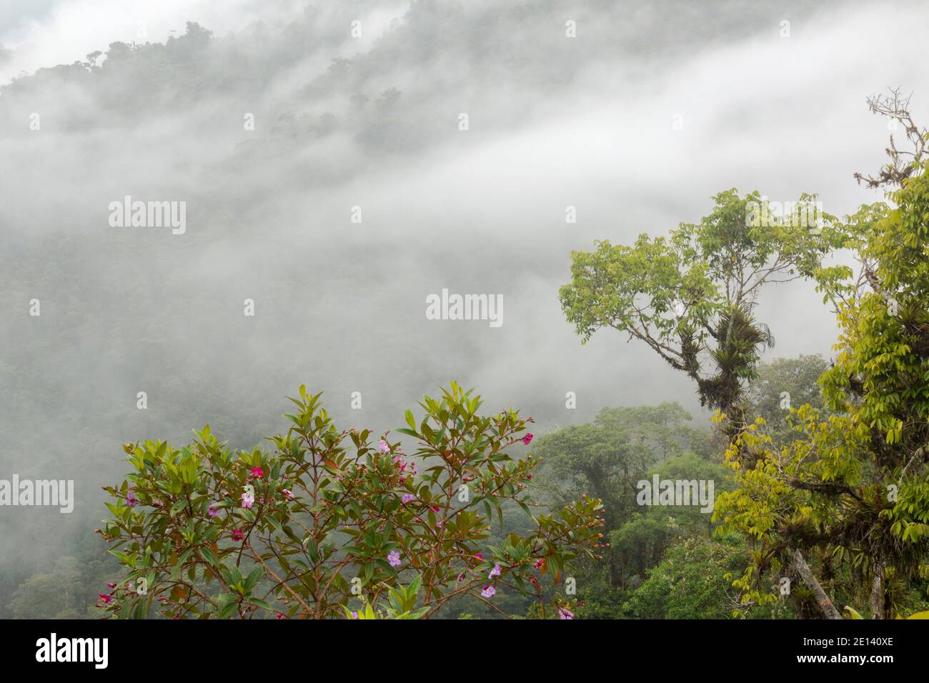 Monwane Tree Mist rising from primary montane rainforest in the Rio Quijos Valley ...
