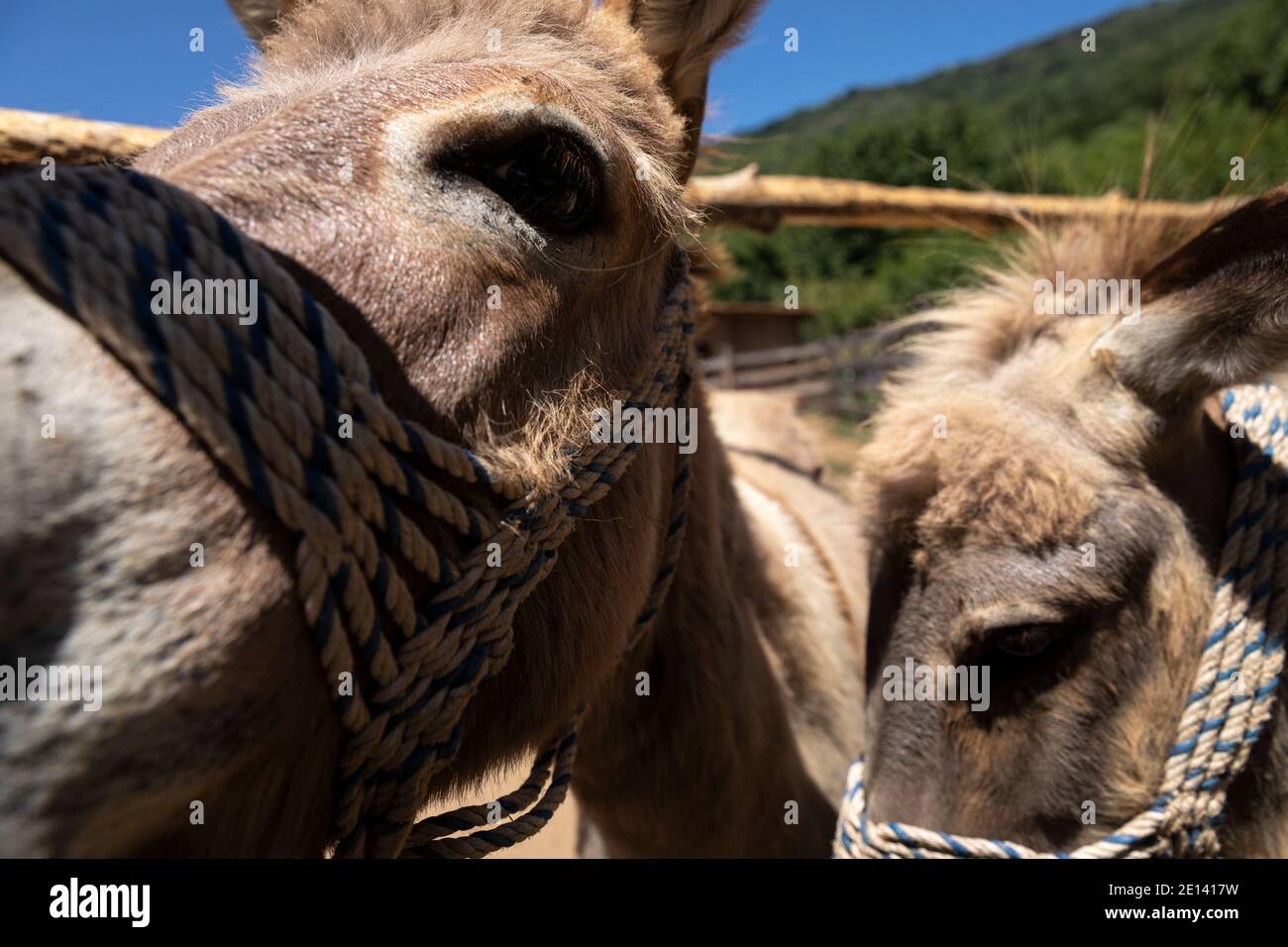 Donkey in a farm Stock Photo
