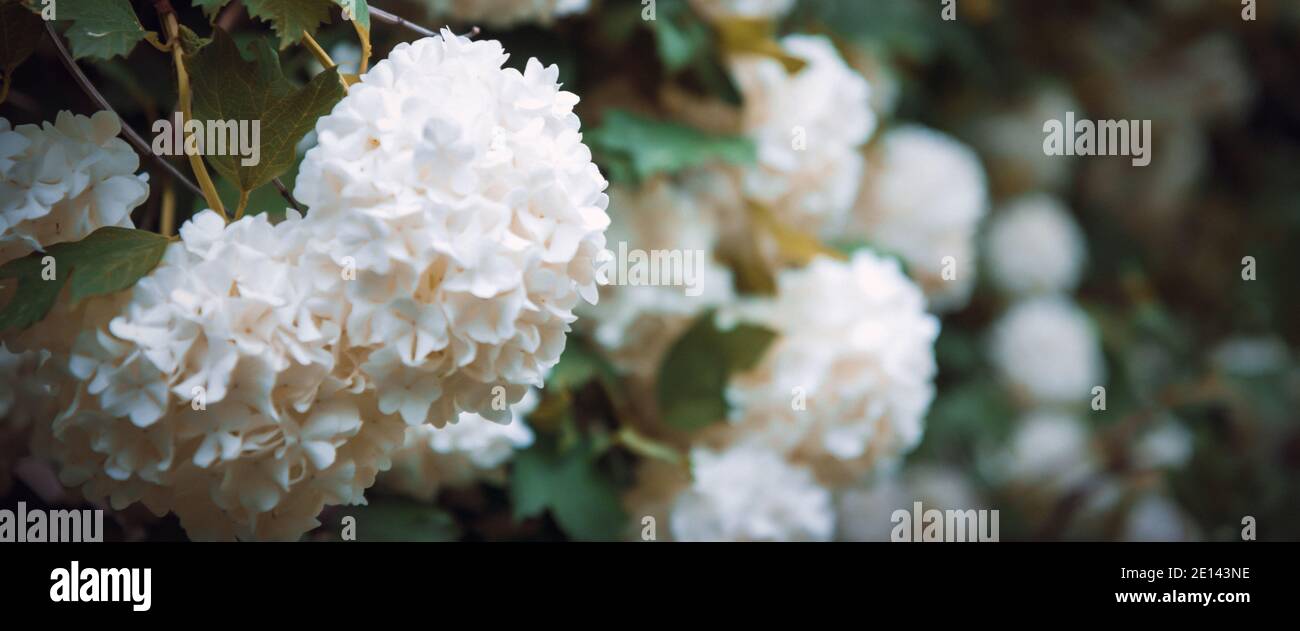 Globular large clusters of white flowers on tall bushes with green leaves. The flowering tree. Natural background. Stock Photo