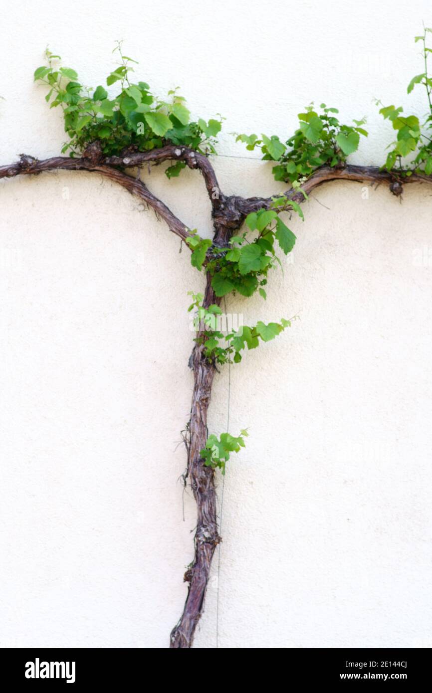 Branch Fork With Vine Leaves On Bright Facade Stock Photo