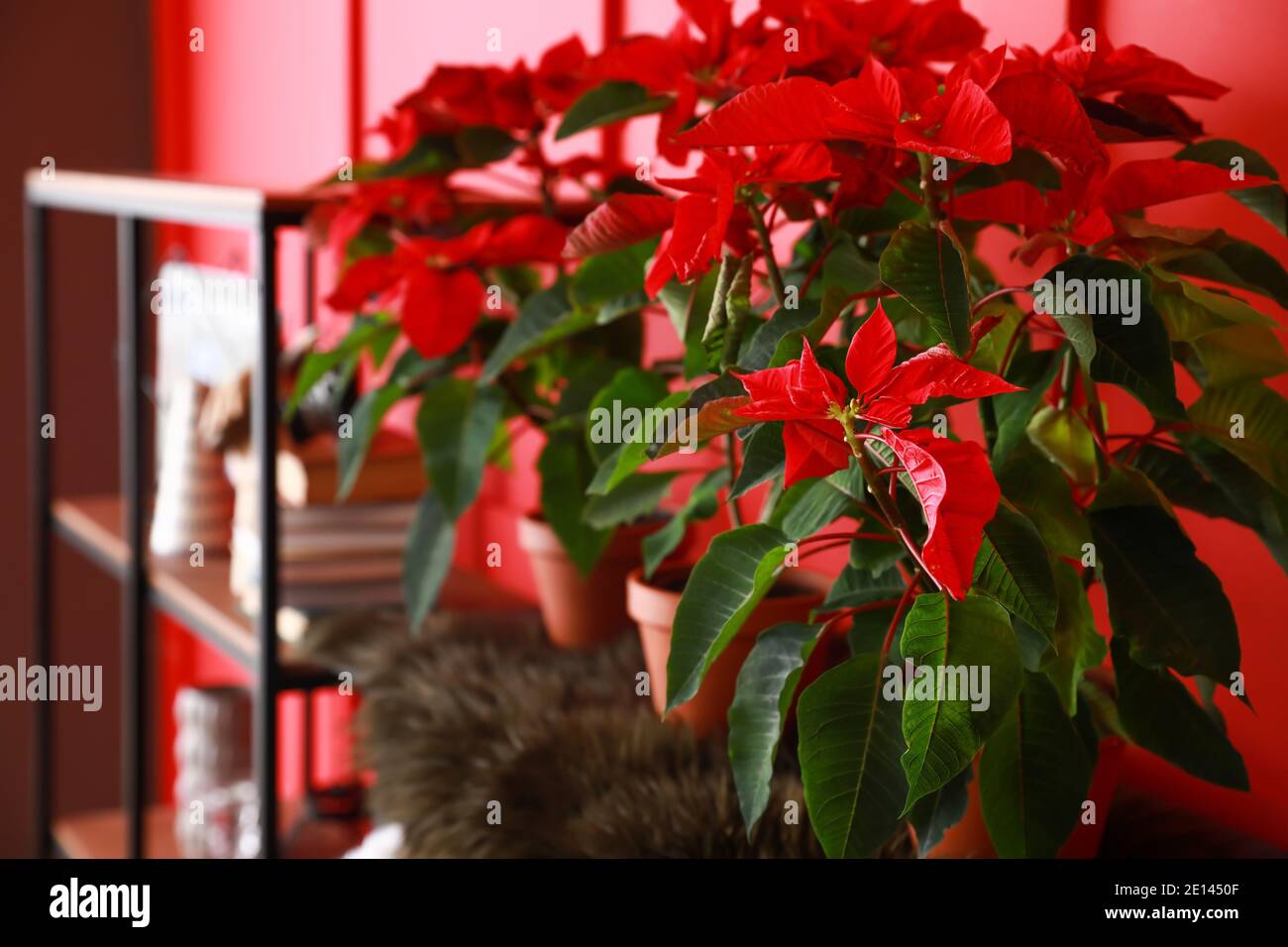 Christmas plants poinsettia in interior of room Stock Photo Alamy