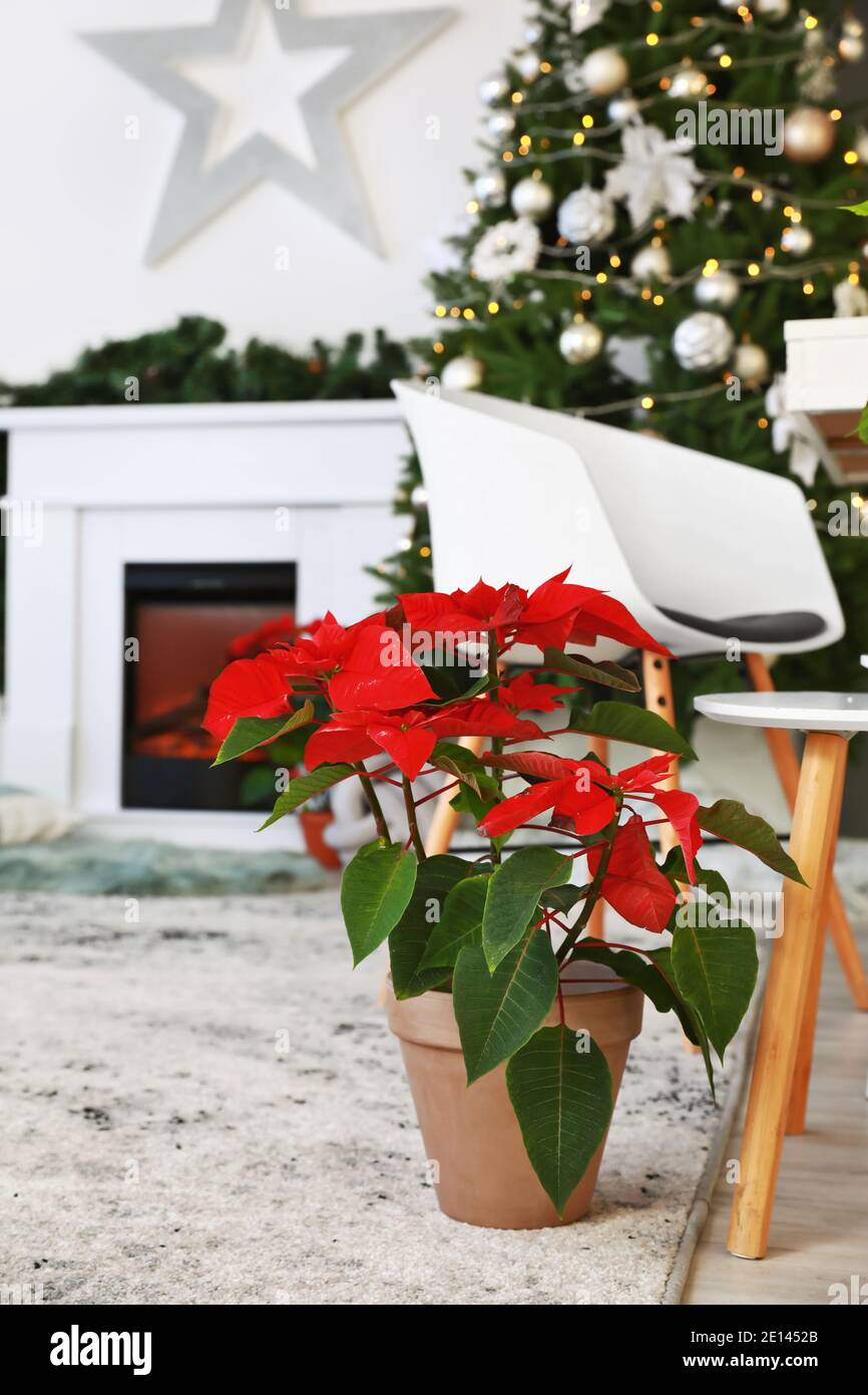 Christmas plant poinsettia in interior of room Stock Photo - Alamy