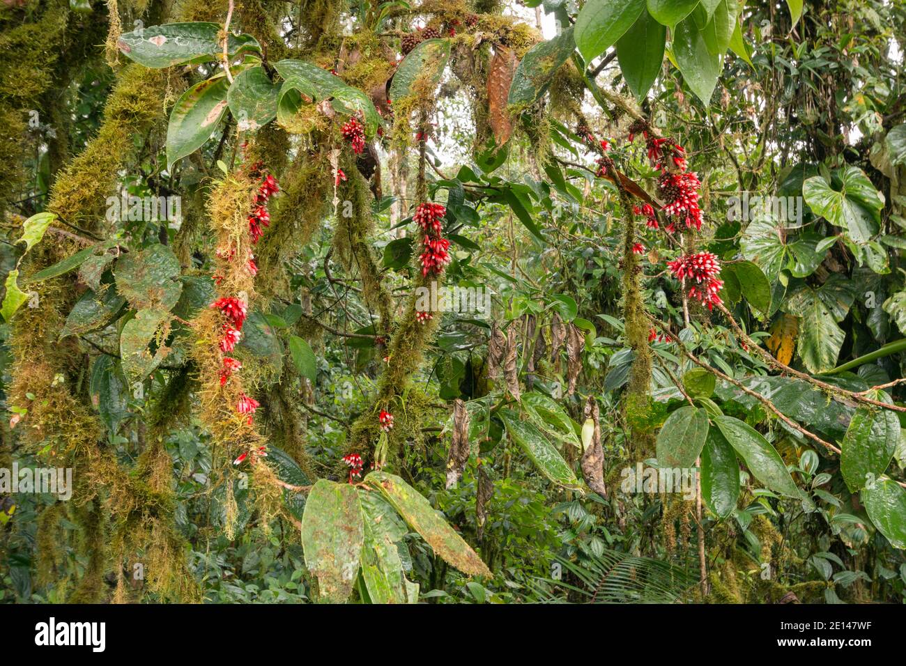 Cloud forest tree (family Ericaceae) in flower. The mossy branches are dripping with water absorbed from the misty atmosphere. On the western slopes o Stock Photo