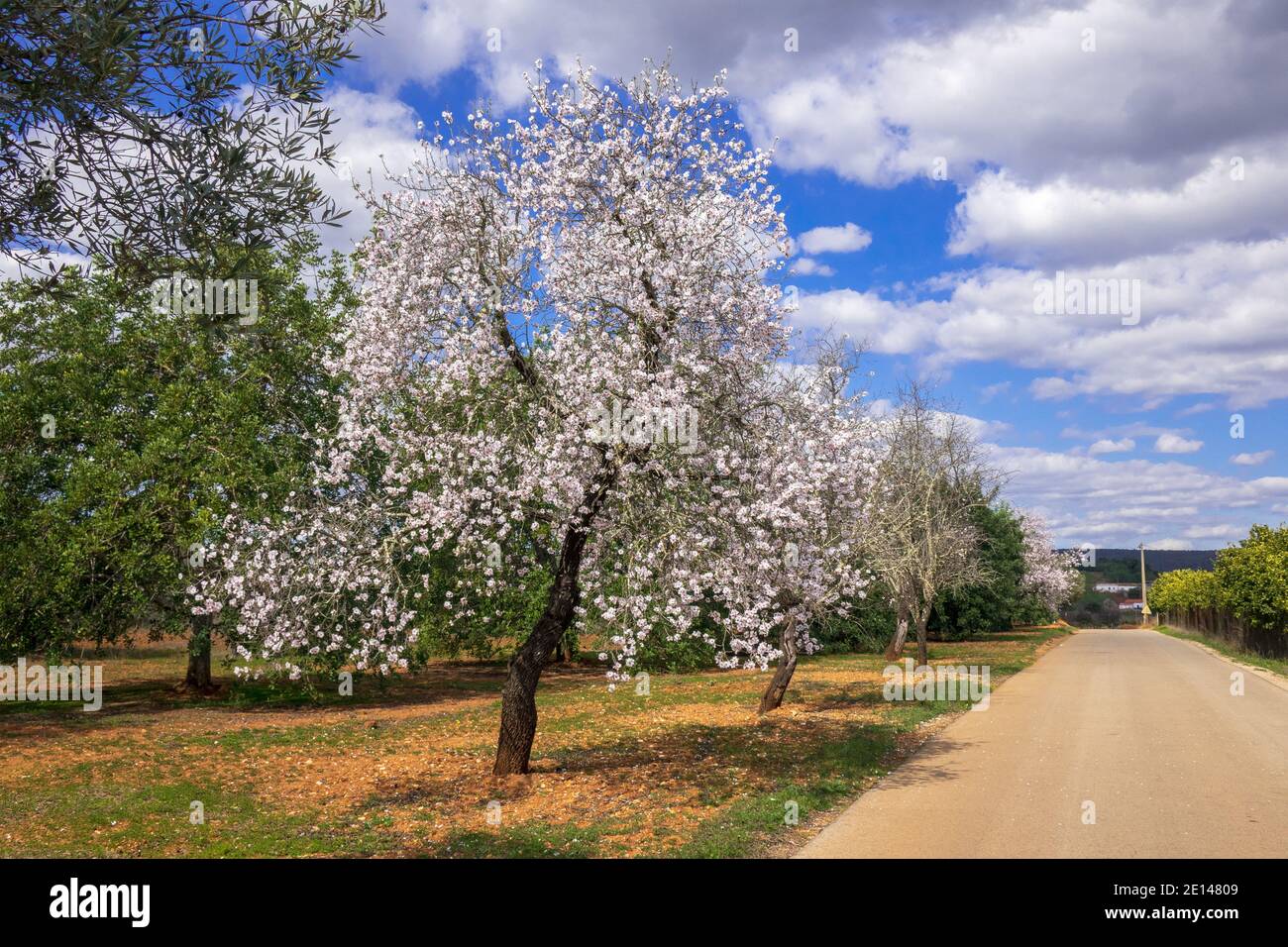 Almond Trees (Prunus dulcis), Blossom In The Algarve Portugal Just North Inland From Albufeira February Is Almond Blossom Time In Portugal Stock Photo