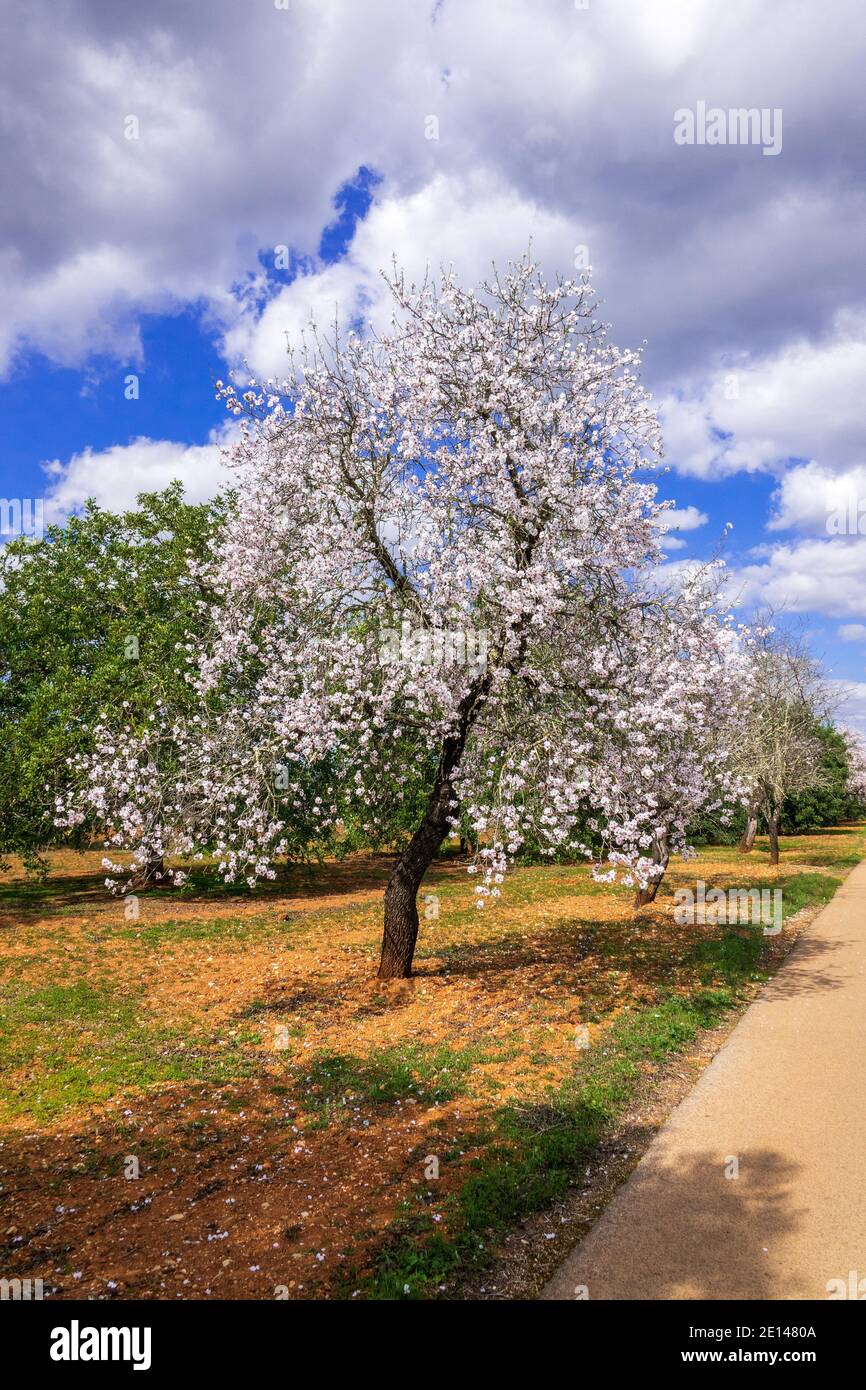 Almond Trees (Prunus dulcis), Blossom In The Algarve Portugal Just North Inland From Albufeira February Is Almond Blossom Time In Portugal Stock Photo