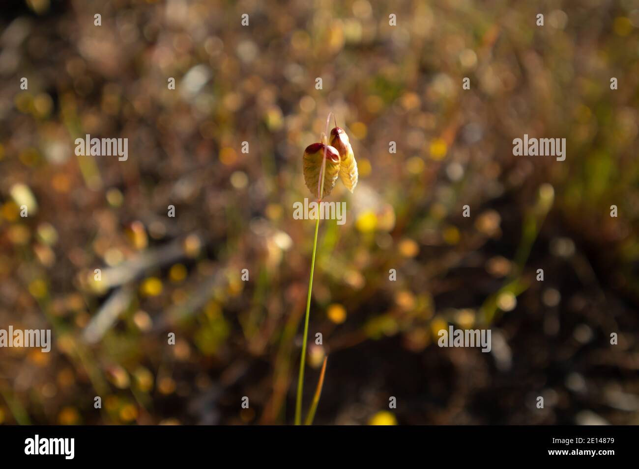 Candy corn plant hi-res stock photography and images - Alamy