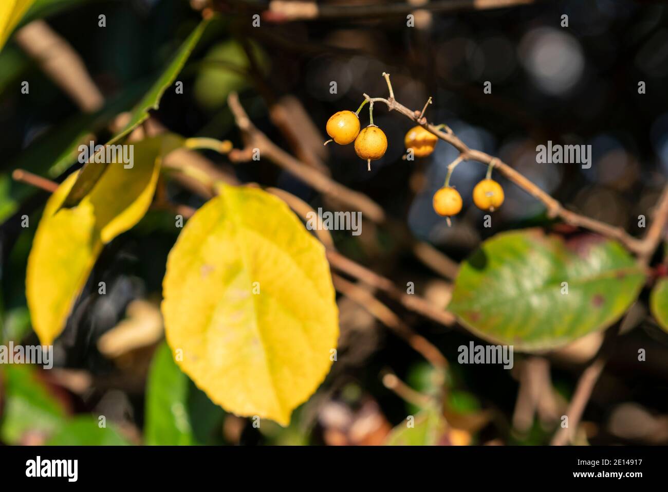 Oriental bittersweet hires stock photography and images Alamy