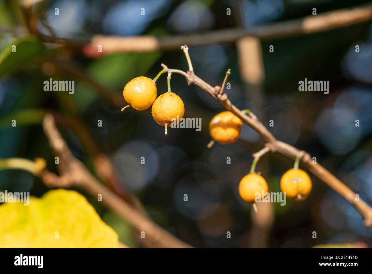 Fruits of Oriental bittersweet (Celastrus orbiculatus), Isehara City, Kanagawa Prefecture, Japan