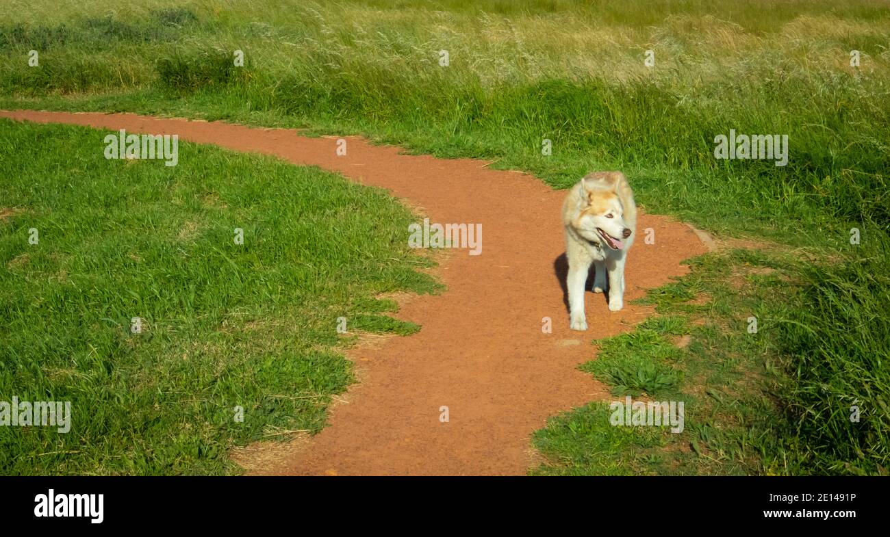 Rondebosch Common-  Cape Town, South Africa - 23/10/2020 Furry husky, with goldish fur. Sunlight gracefully beaming off of its strands of hair. Stock Photo