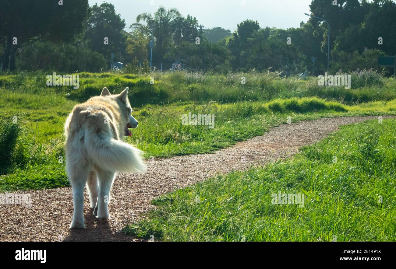 Rondebosch Common-  Cape Town, South Africa - 23/10/2020 Furry husky, with goldish fur. Sunlight gracefully beaming off of its strands of hair. Stock Photo