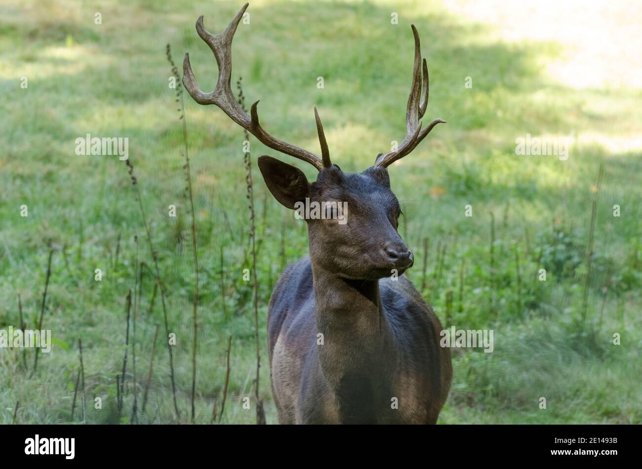 Deer with antlers, Stag, Cervidae, adult male deer on a pasture in a