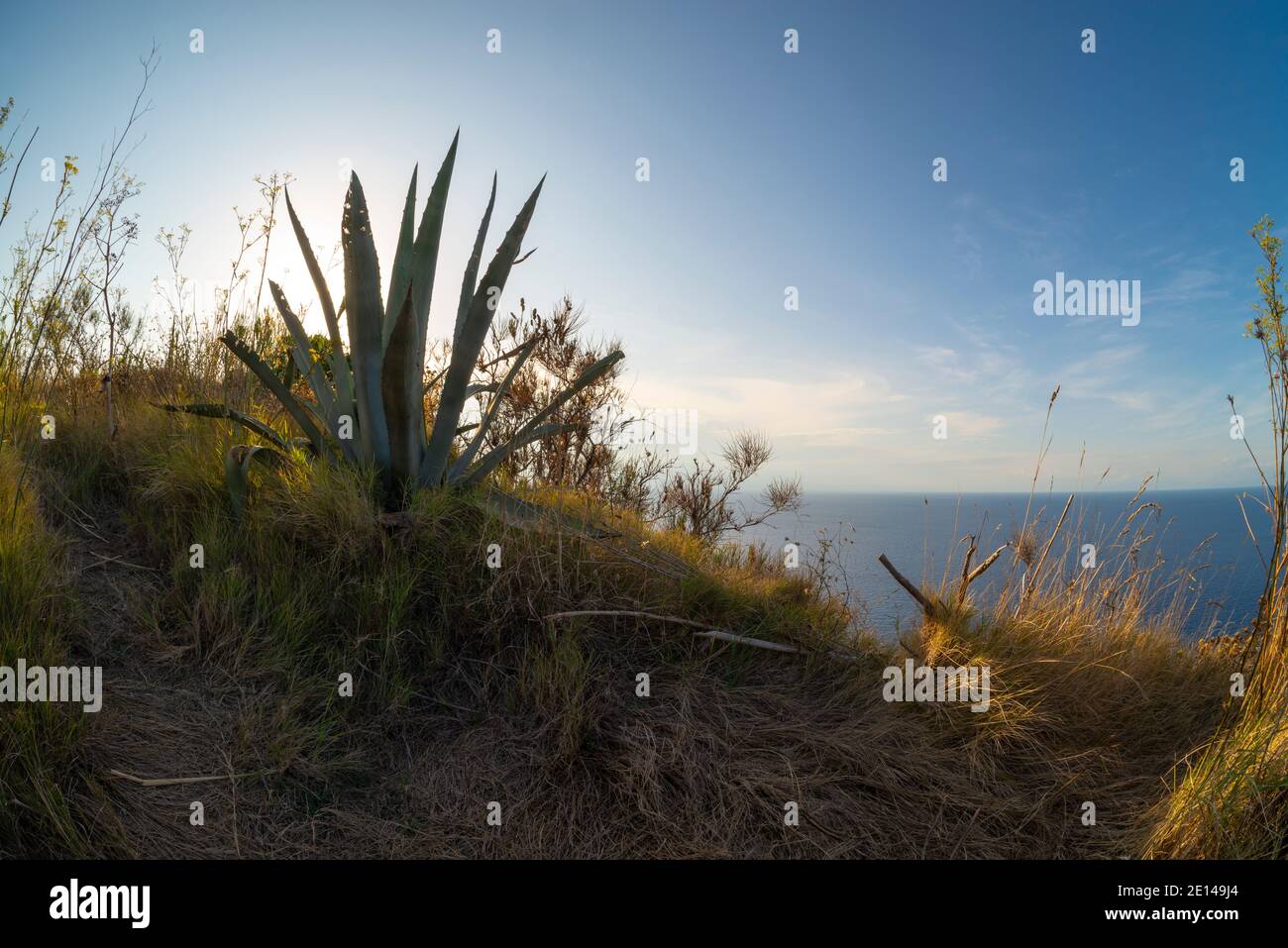 Ventotene island, agave on a hill and the sea on the background. Stock Photo