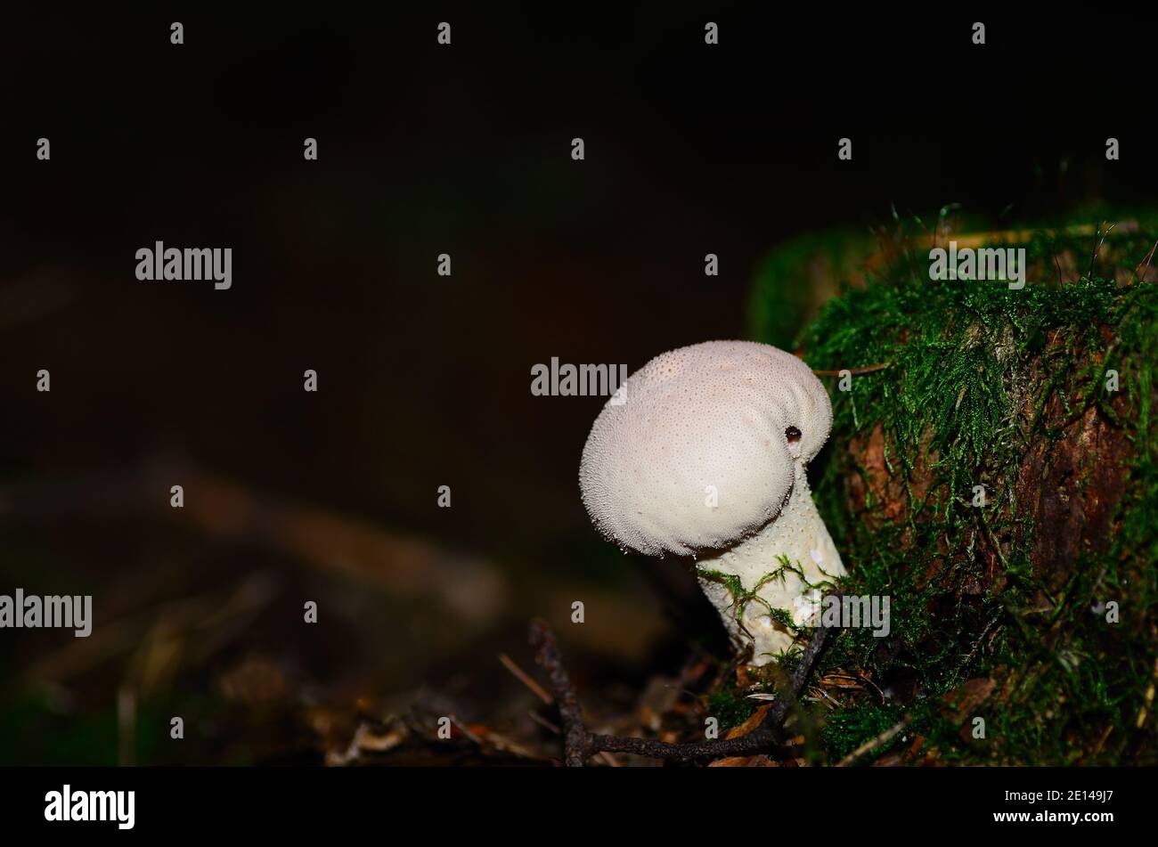 white bovist mushroom in moss and a tree trunk in the forest Stock Photo
