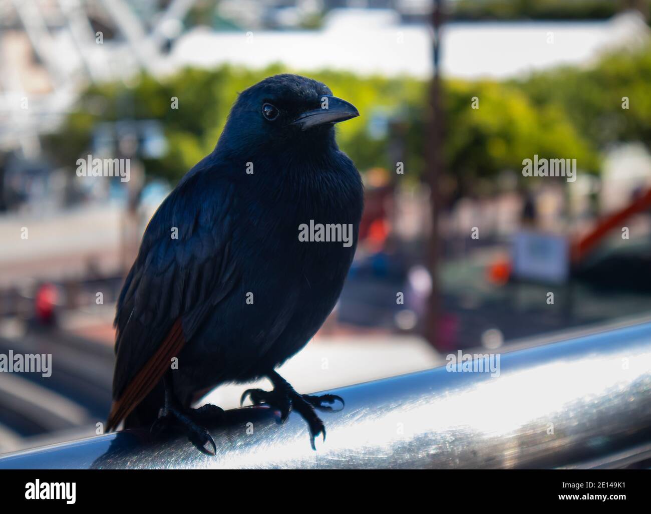V&A Waterfront Cape Town, South Africa 10/11/2020 Small, majestic black bird, resting on a
