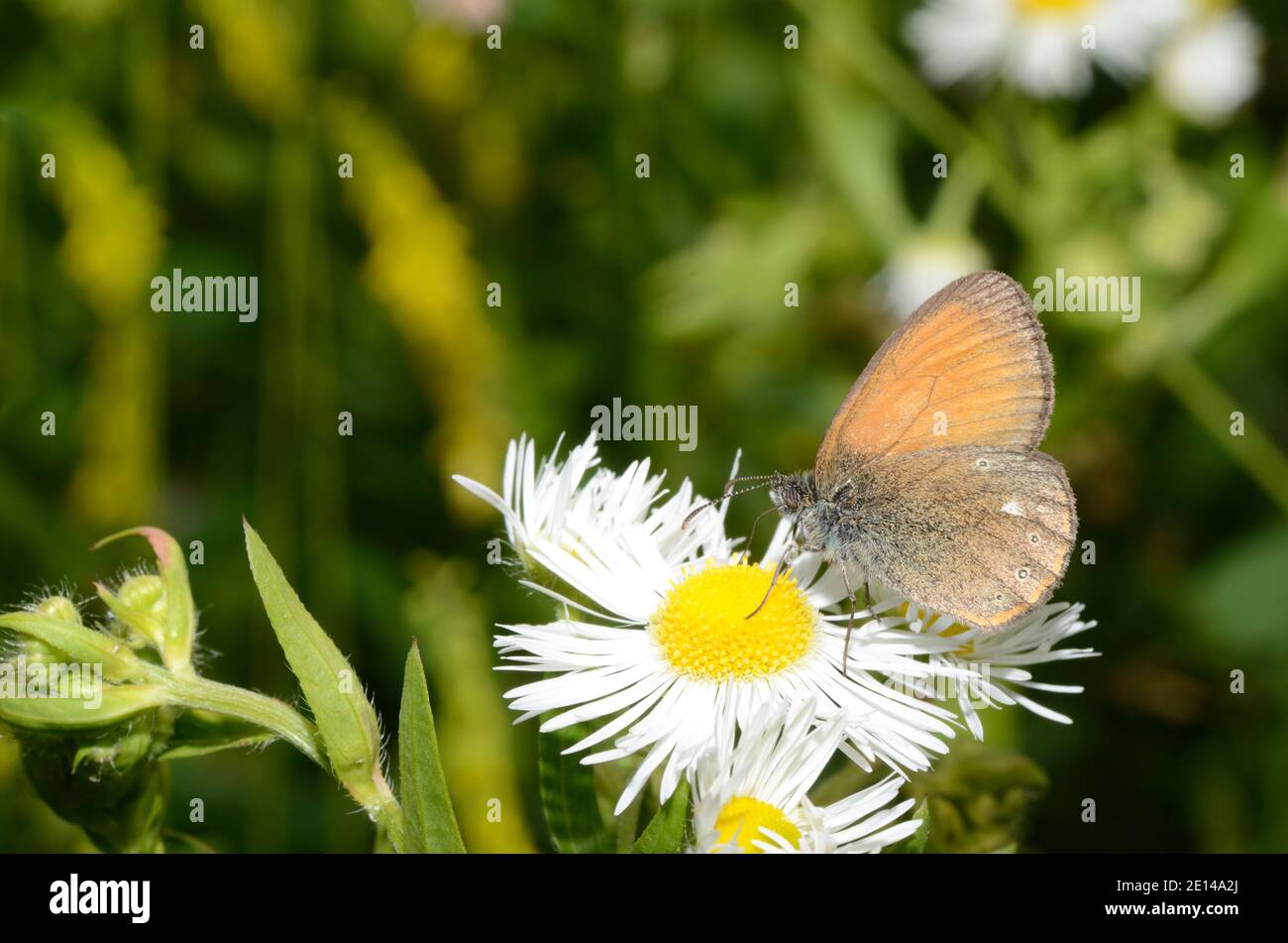 small brown butterfly on daisy flower in spring Stock Photo