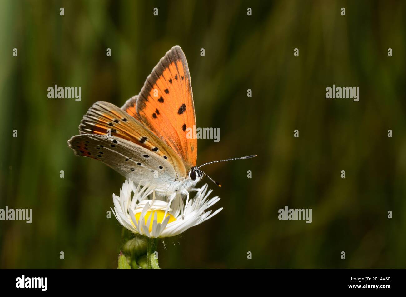 orange brown butterfly sitting on a fresh daisy flower with green background Stock Photo