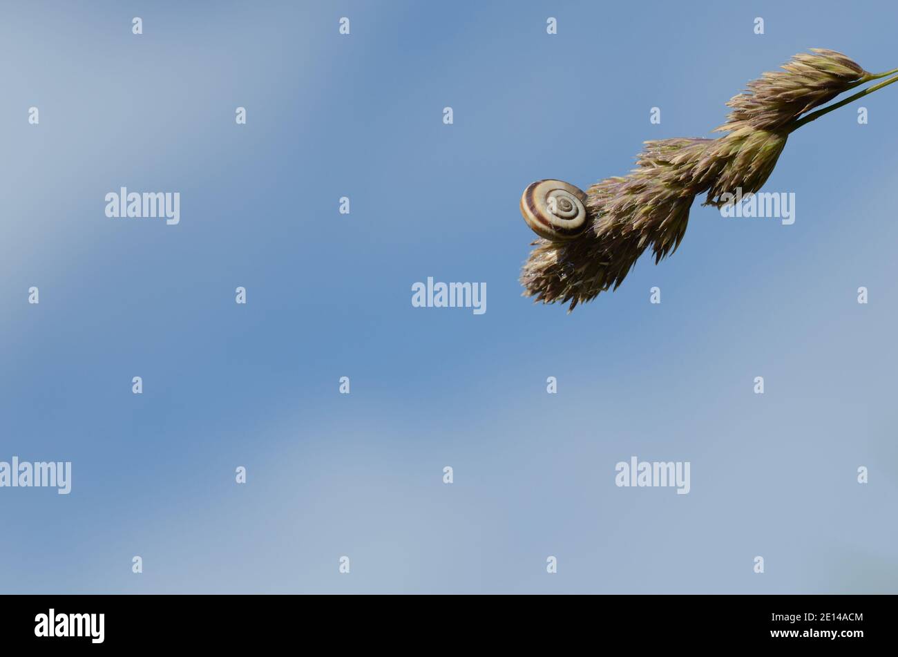 snail on a plant and blue sky Stock Photo