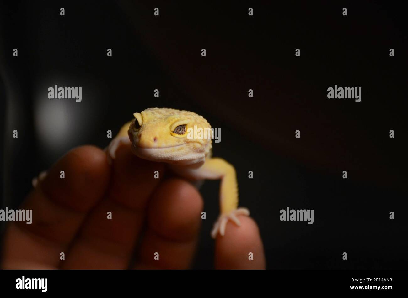 reptiles Stock Photo