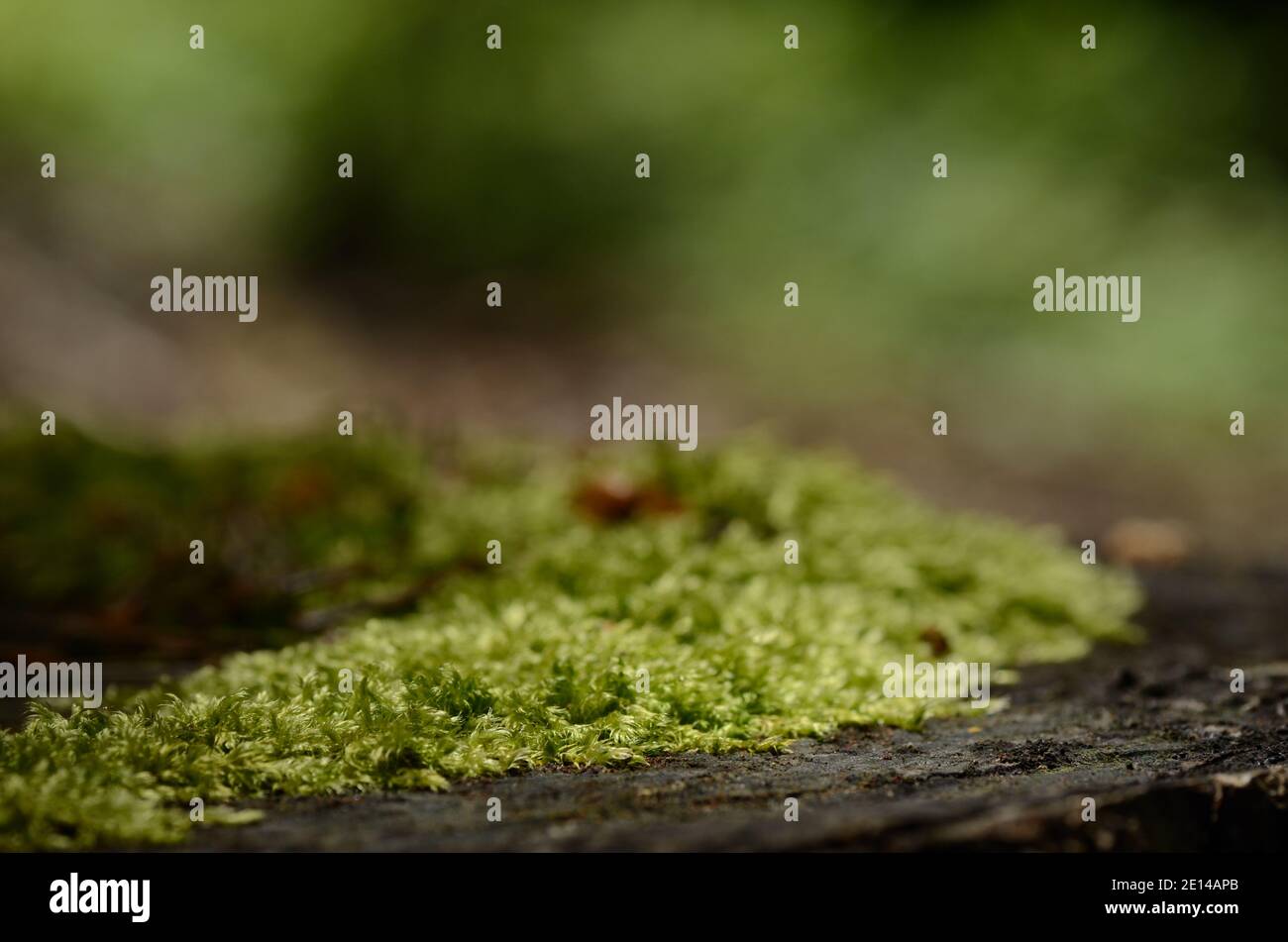 Green moss on a tree hi-res stock photography and images - Alamy
