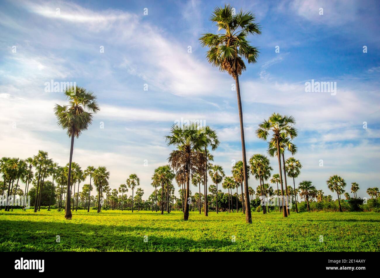 Paradisiac garden hi-res stock photography and images - Alamy