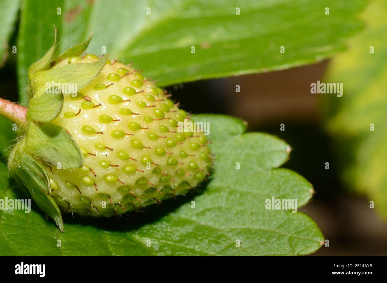 Unripe strawberry fruit hi-res stock photography and images - Alamy