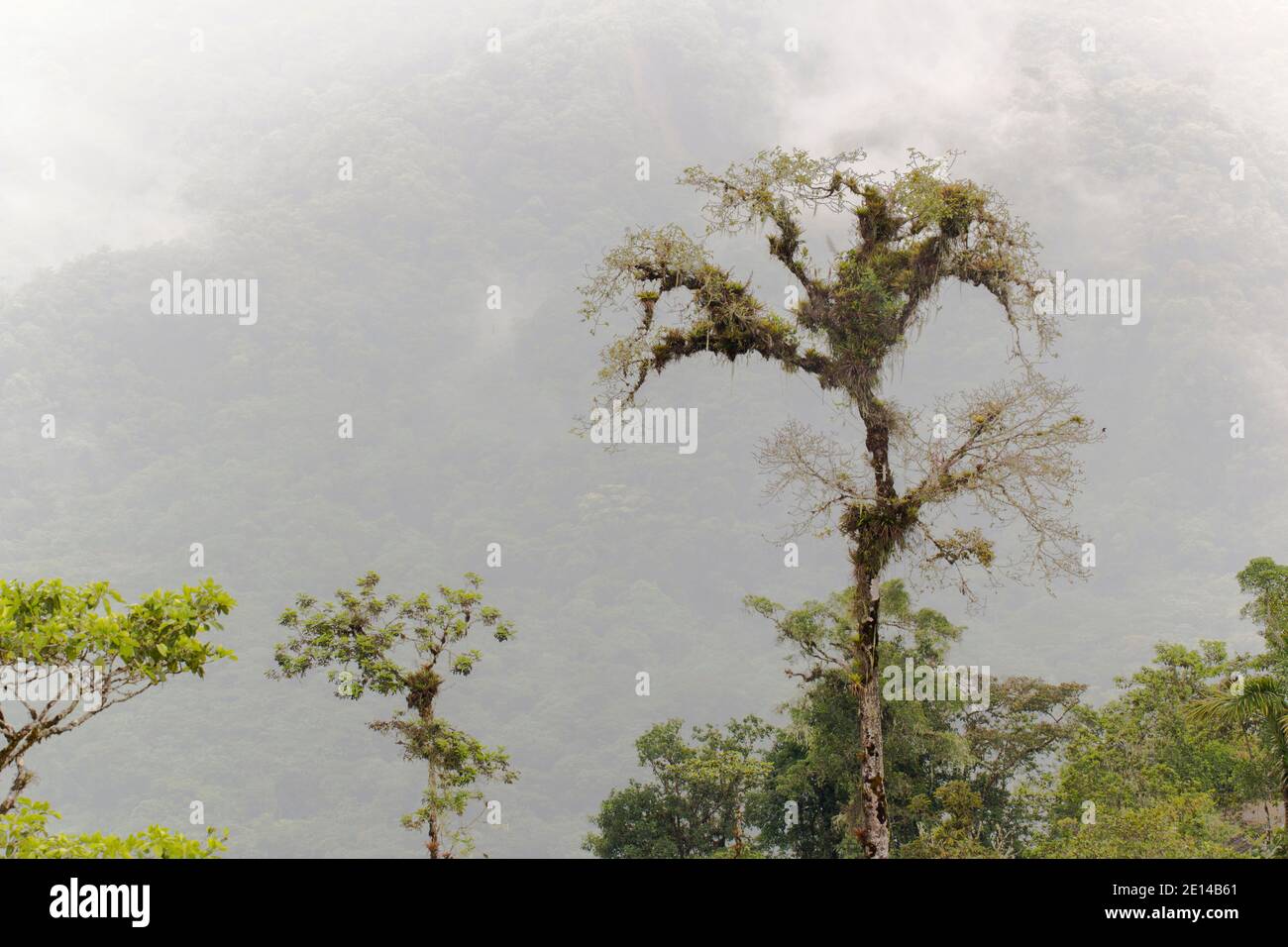 Emergent tree loaded with epiphytes (bromeliads, orchids, ferns and moss) on a mountain slope in the Rio Quijos Valley, the Ecuadorian Amazon. Stock Photo