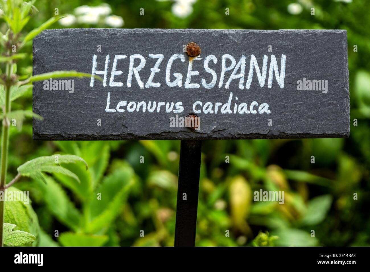 Medicinal Herbs In The Garden Stock Photo