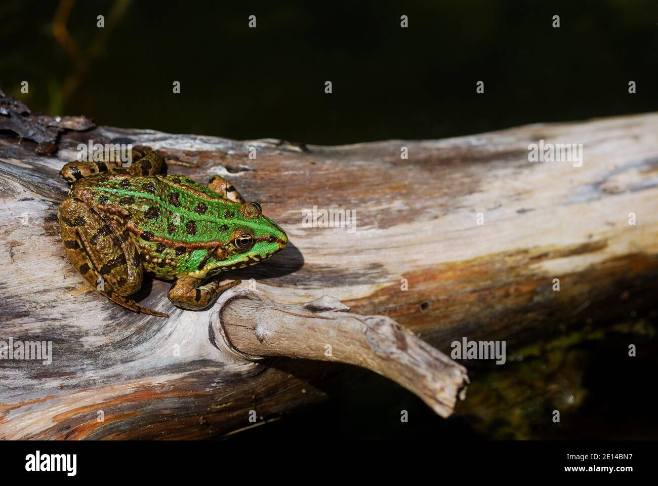 green frog sitting in the sun on a tree Stock Photo