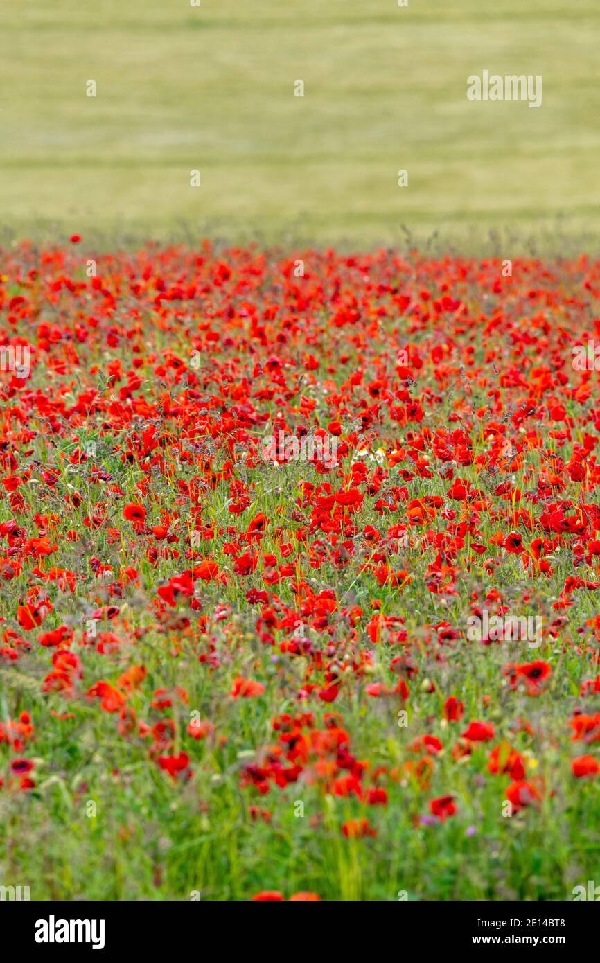 Poppy field in France Stock Photo Alamy