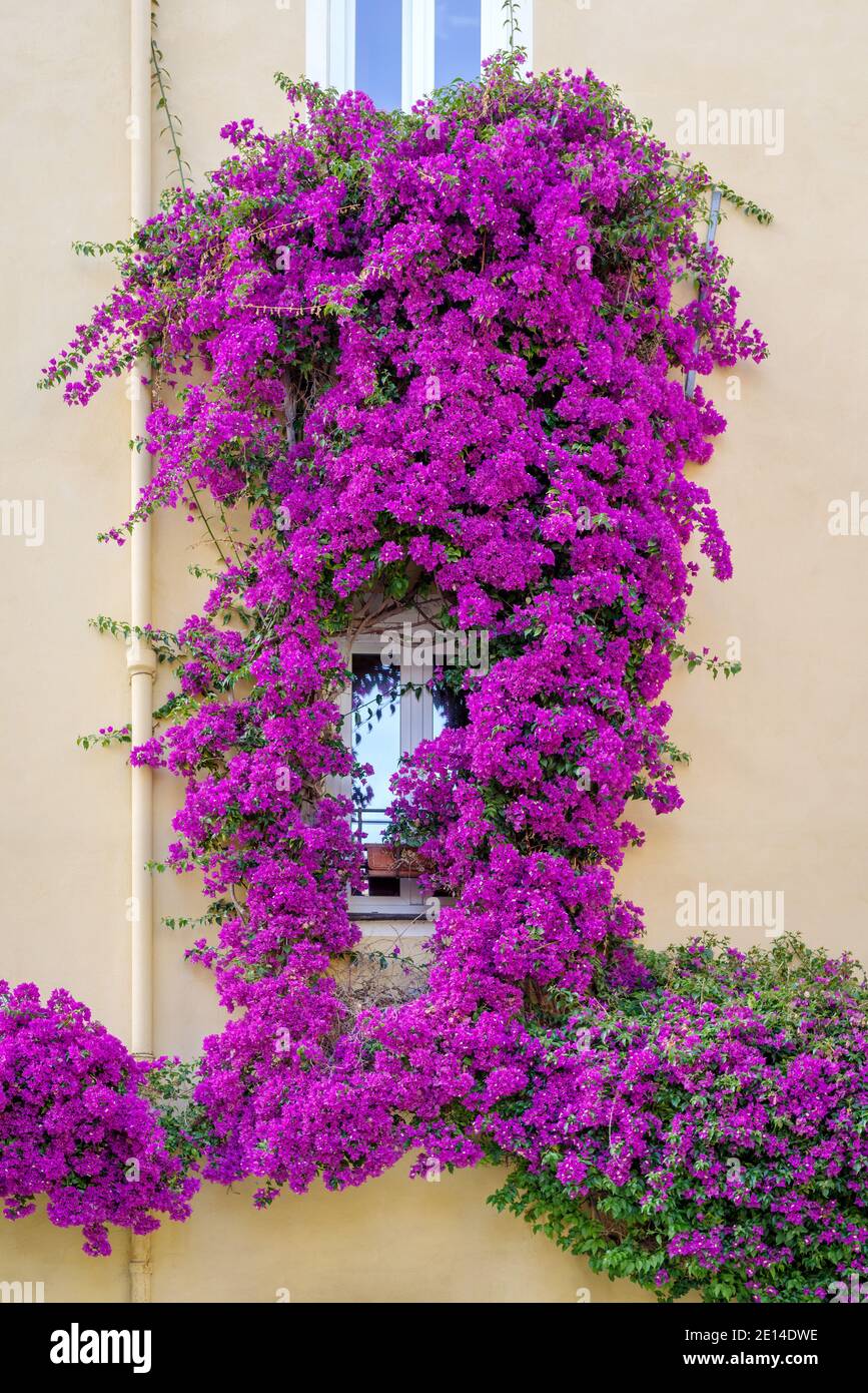 Bougainvillea flowers in bloom around a facade of house in Imperia old town, Liguria region, Italy Stock Photo