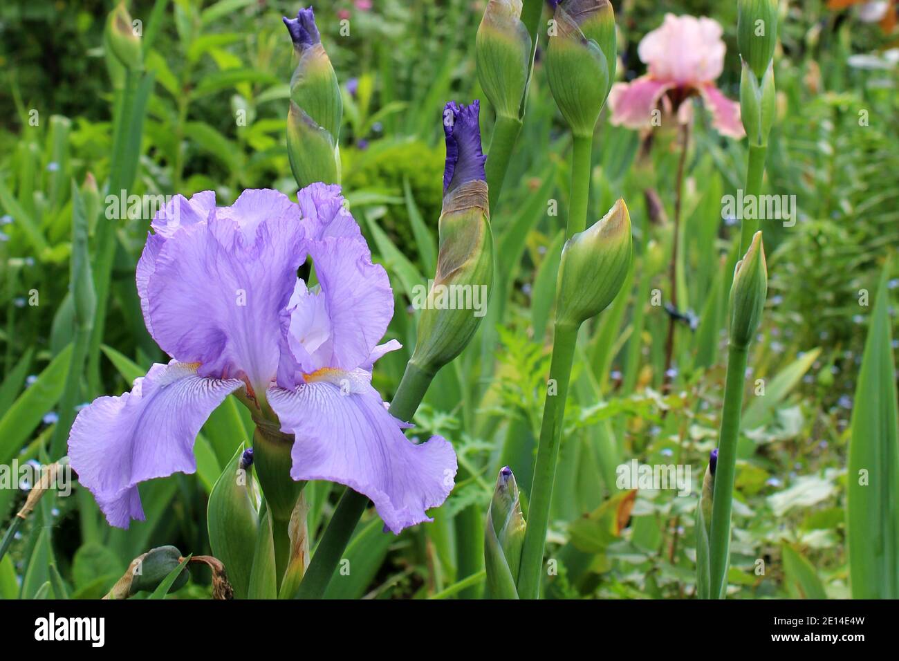 Flieder farbene Bartiris im Vordergrund, Iris 'Cameo Wine' im Hintergrund, in einem privaten Garten in Nordrhein Westfalen, Deutschland Stock Photo