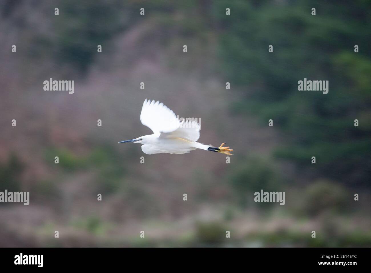 Little egret in flight Stock Photo