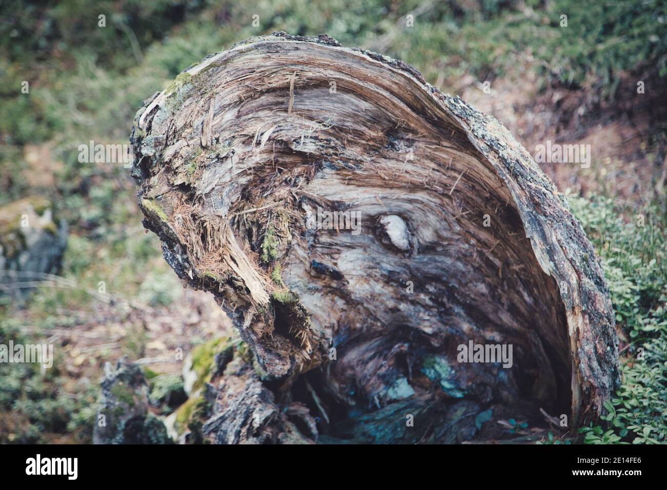 an old, broken tree trunk Stock Photo