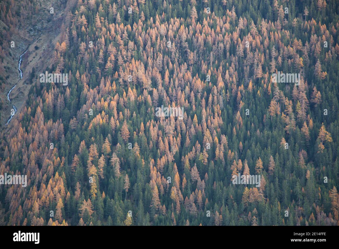 mountain forest in autumn Stock Photo