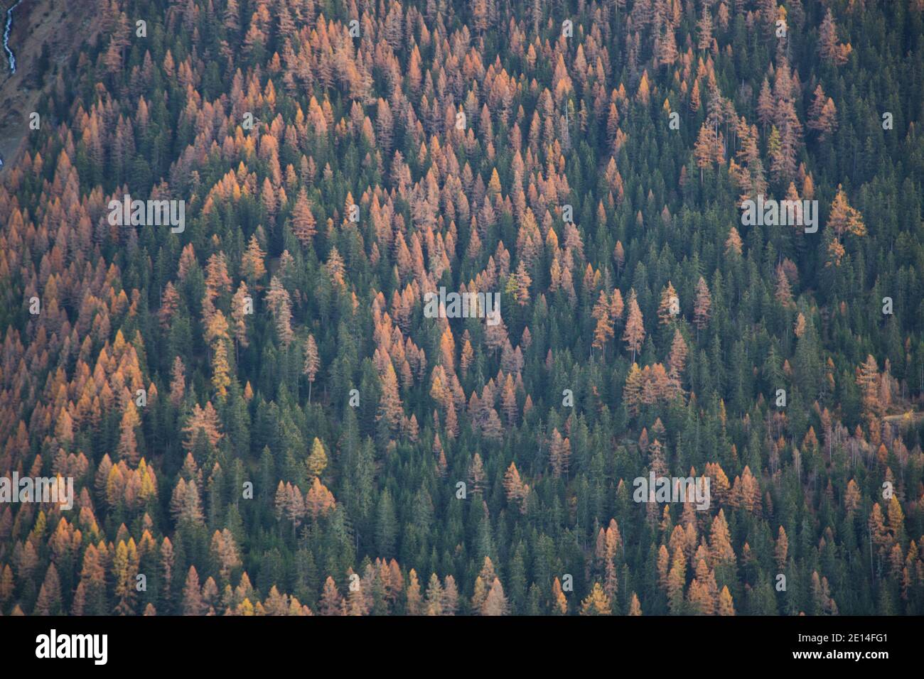 mountain forest in autumn Stock Photo