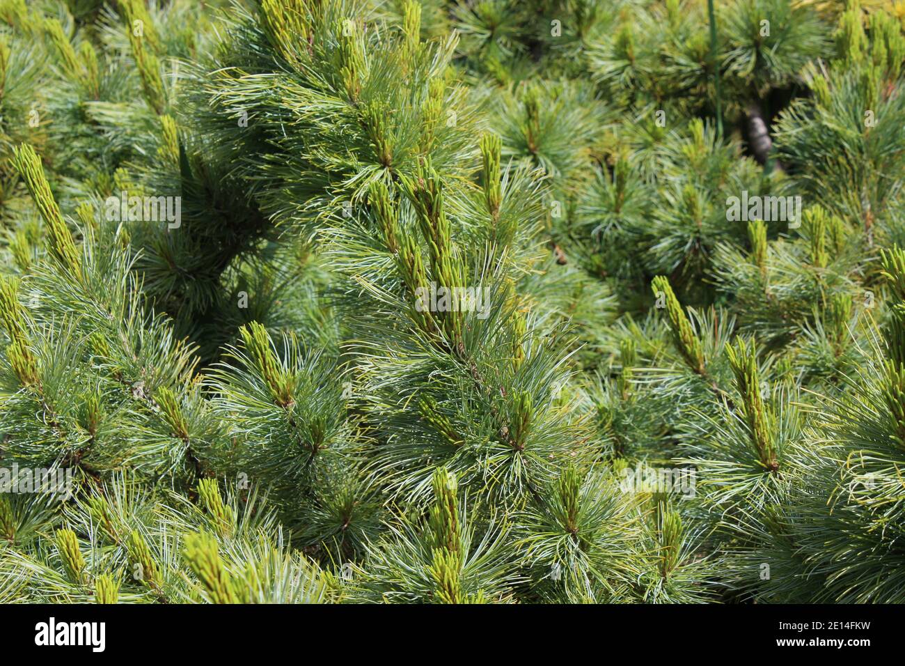 Eine große grüne Kiefer in einem Park in NRW, Deutschland. Stock Photo