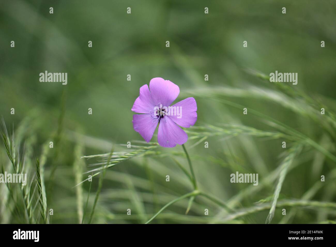Lila wiesenblume hires stock photography and images Alamy