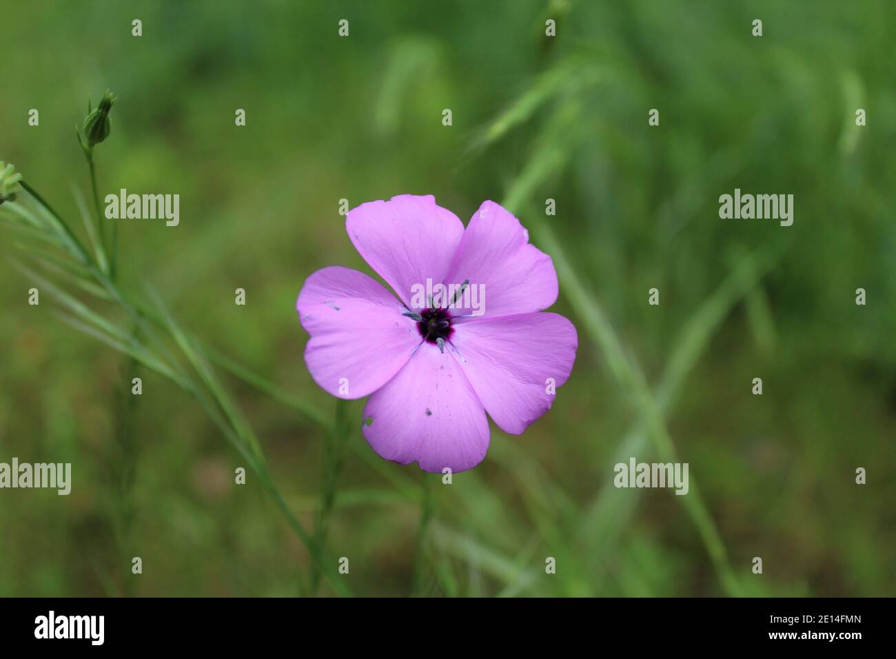 Lila wiesenblume hires stock photography and images Alamy